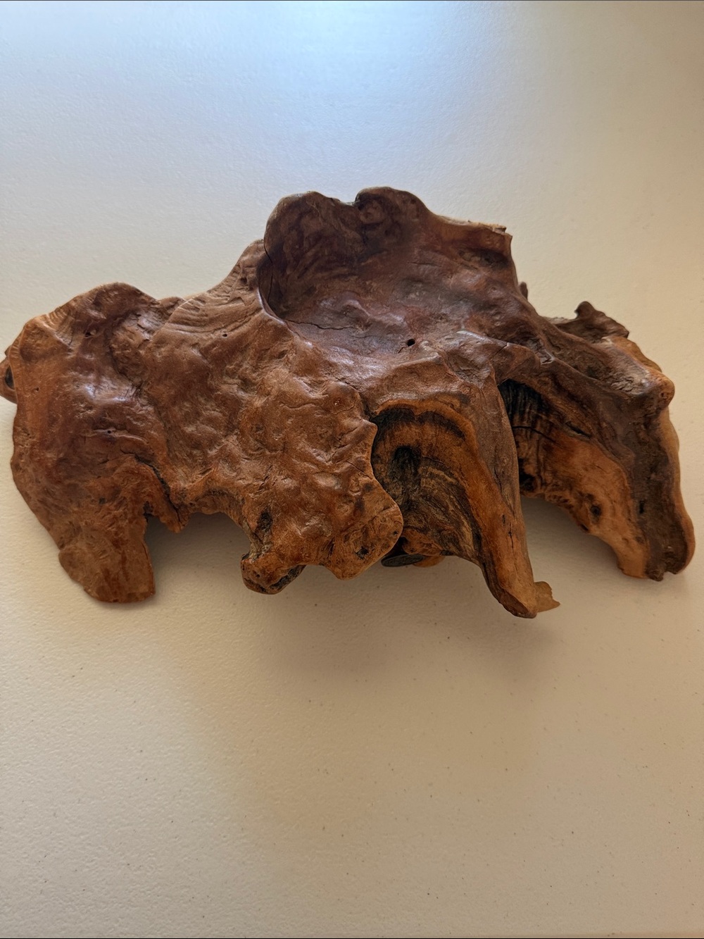 Handcrafted Burl Wood Accent in Brown